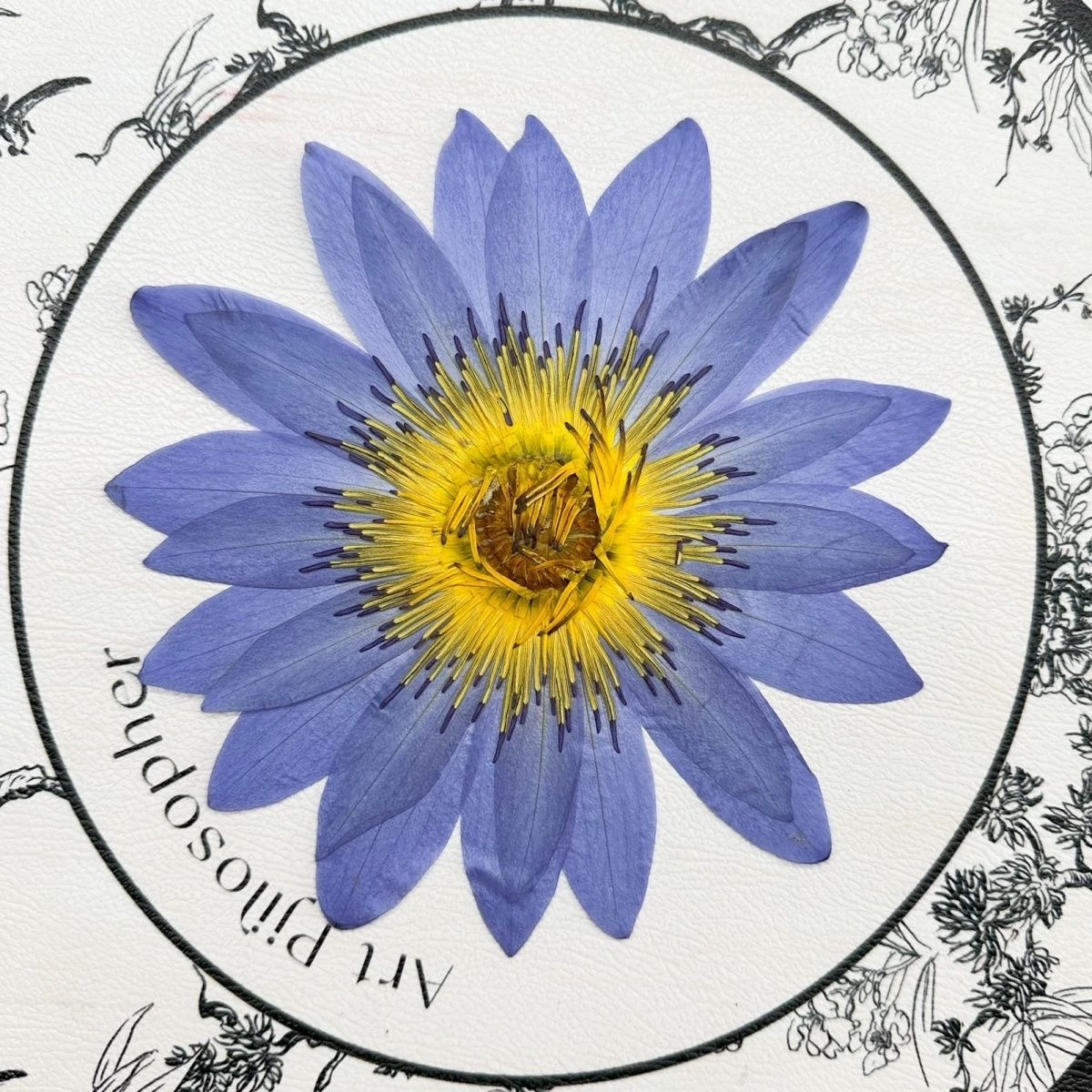 XL Pressed Water Lily (3 Pcs) – Real Dried Blue Water Lily for Botanical  Art – Mogutoo, image size:1200x1200