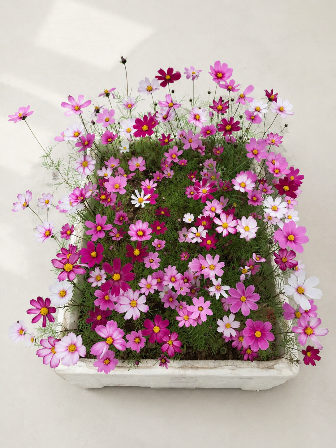 Flower archieve| Pressing Cosmos Flowers Before & After