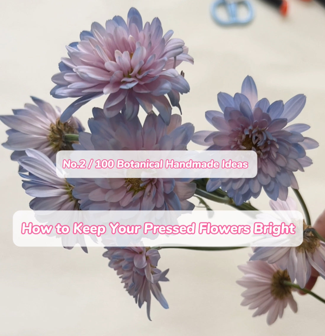 How to Keep Your Pressed Flowers Bright  (No. 2 / 100 Botanical Handmade Ideas)