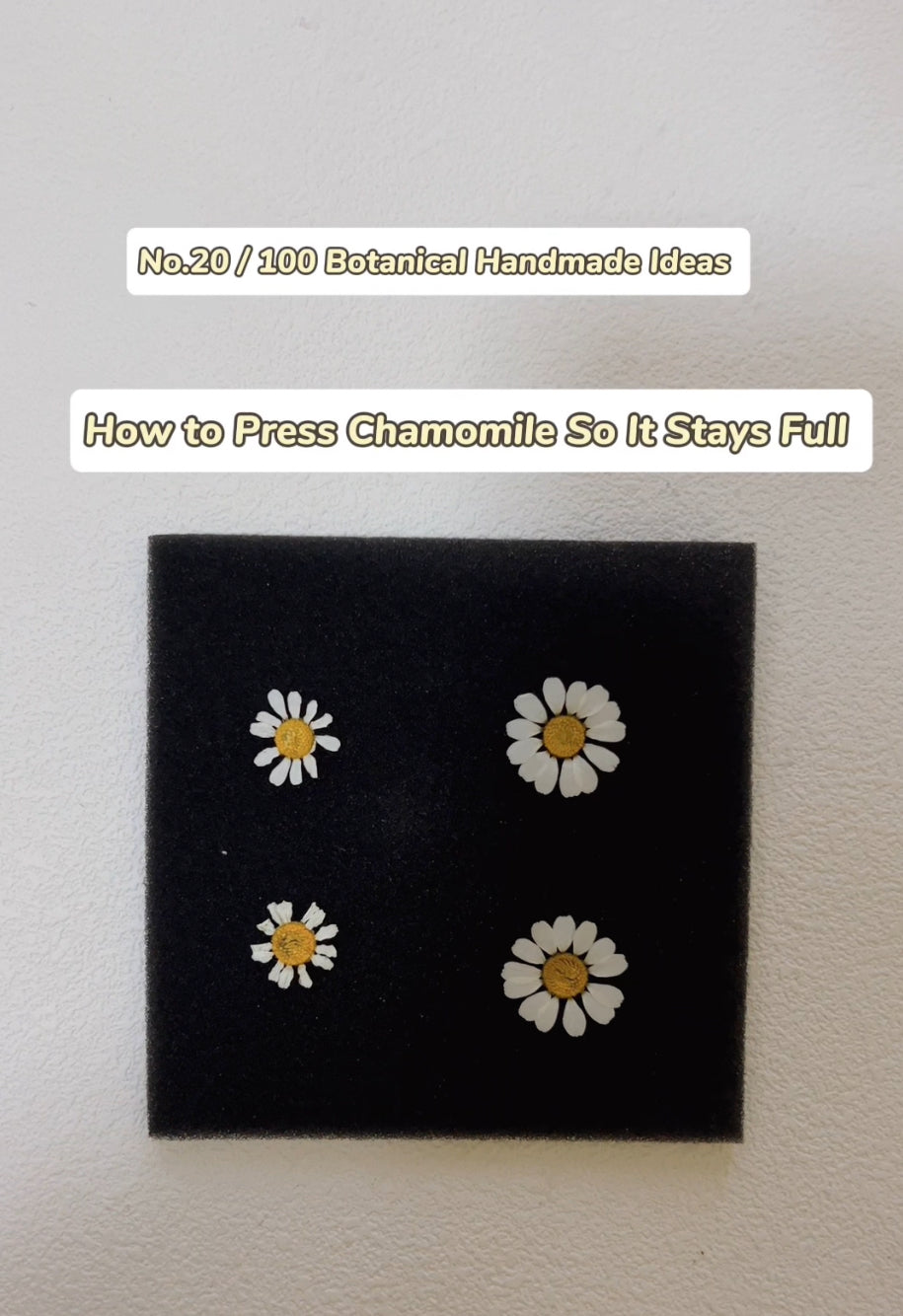 EP20· How to Press Chamomile So It Stays Full