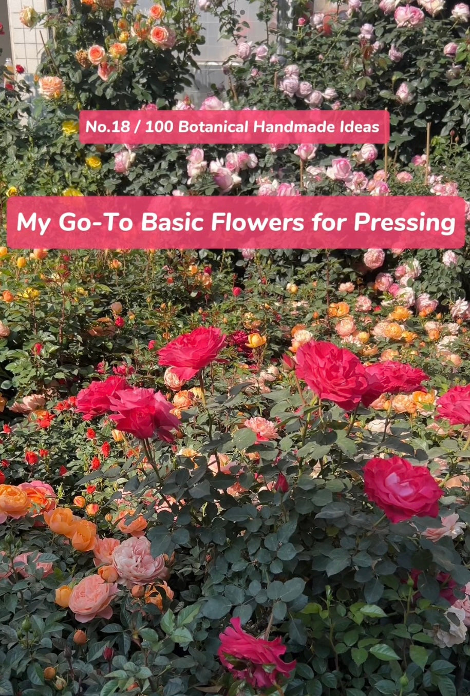EP18 ·  My Go-To Basic Flowers for Pressing