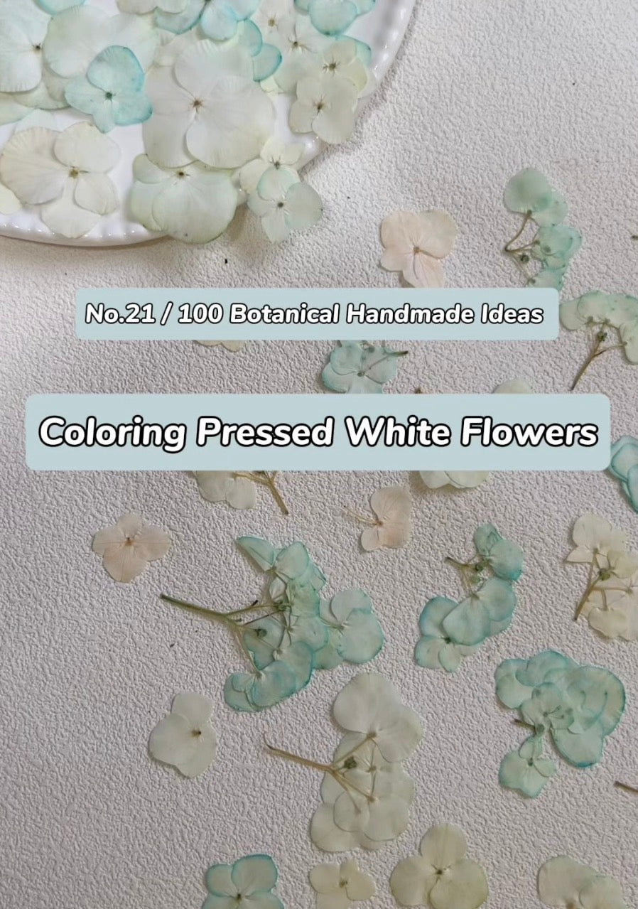 EP21• Coloring Pressed White Flowers with Food Coloring