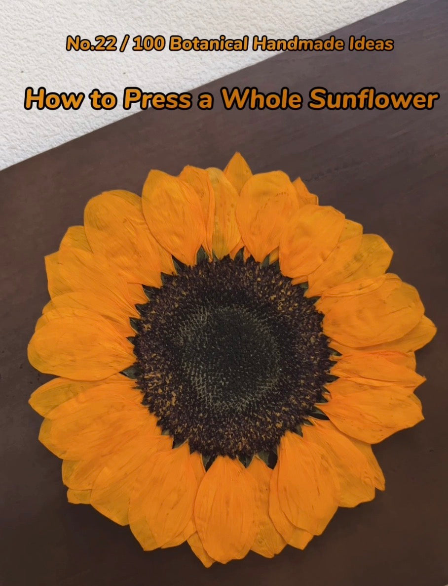 EP22• How to Press a Whole Sunflower