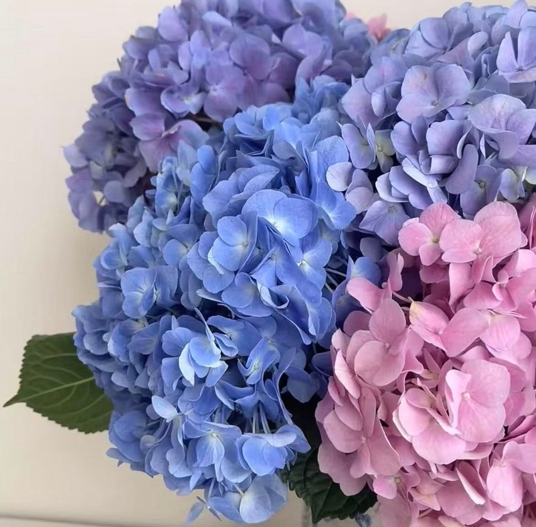 Pressed Flower Archive | Hydrangea