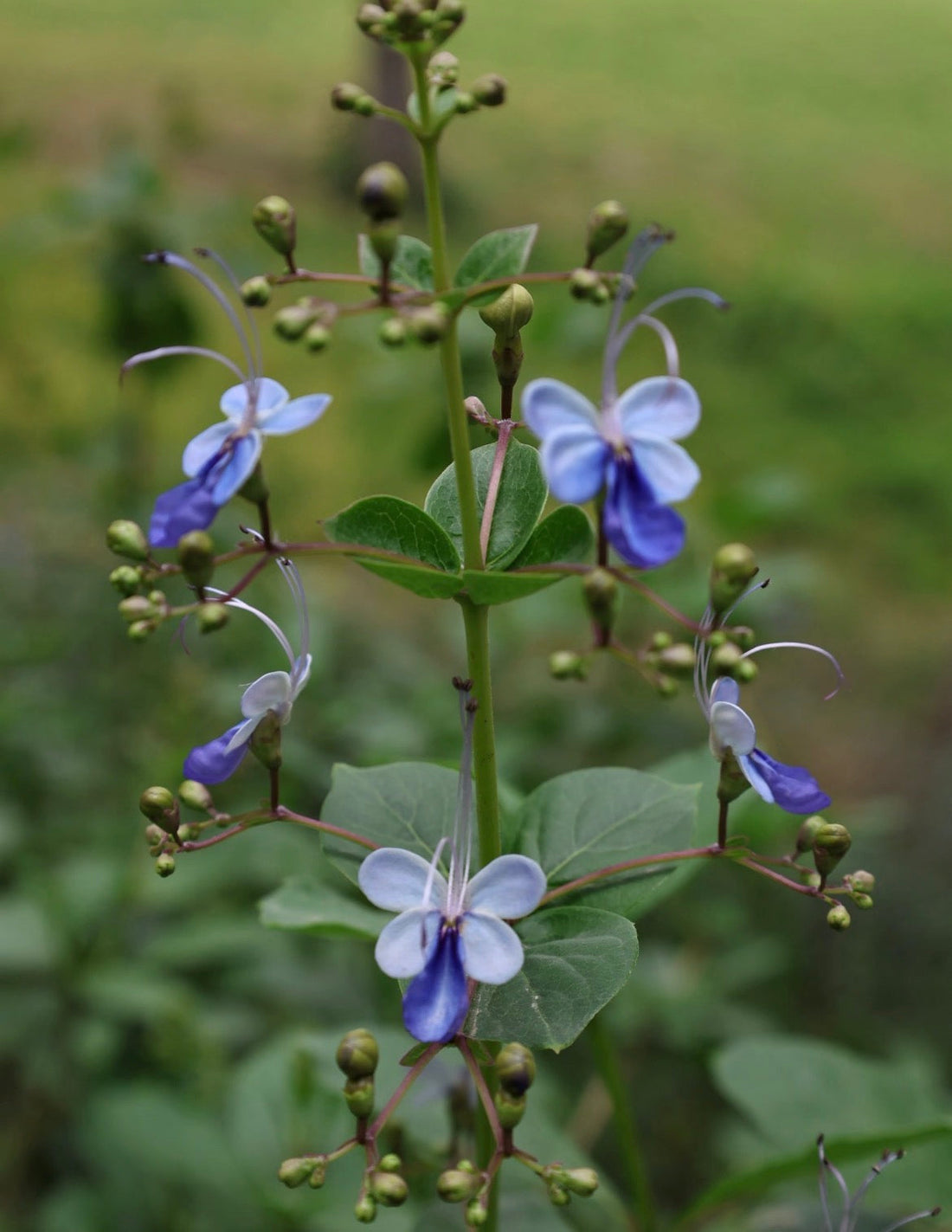 Pressed Flower Archive | Blue Butterfly Flower