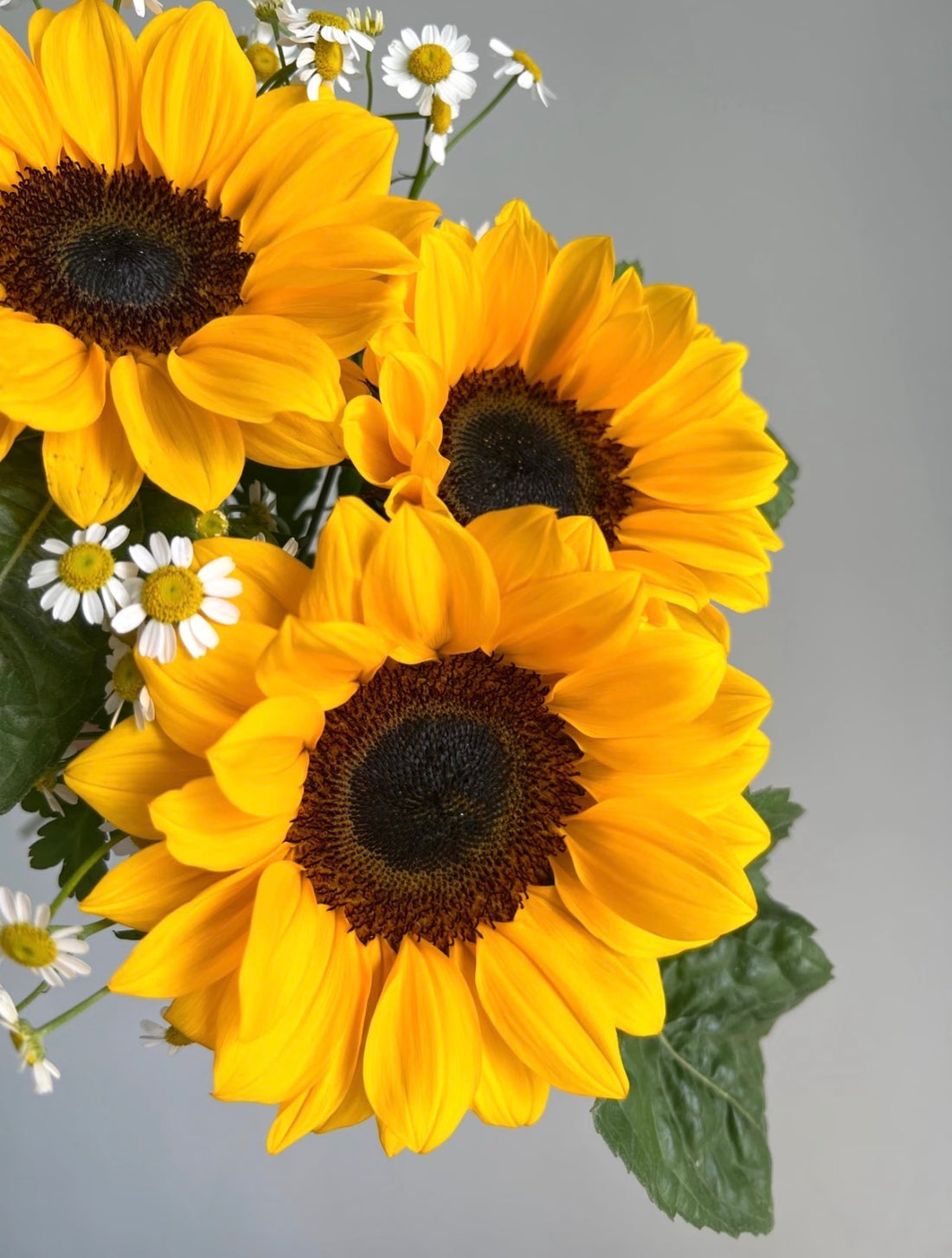Flower Archive — Sunflower
