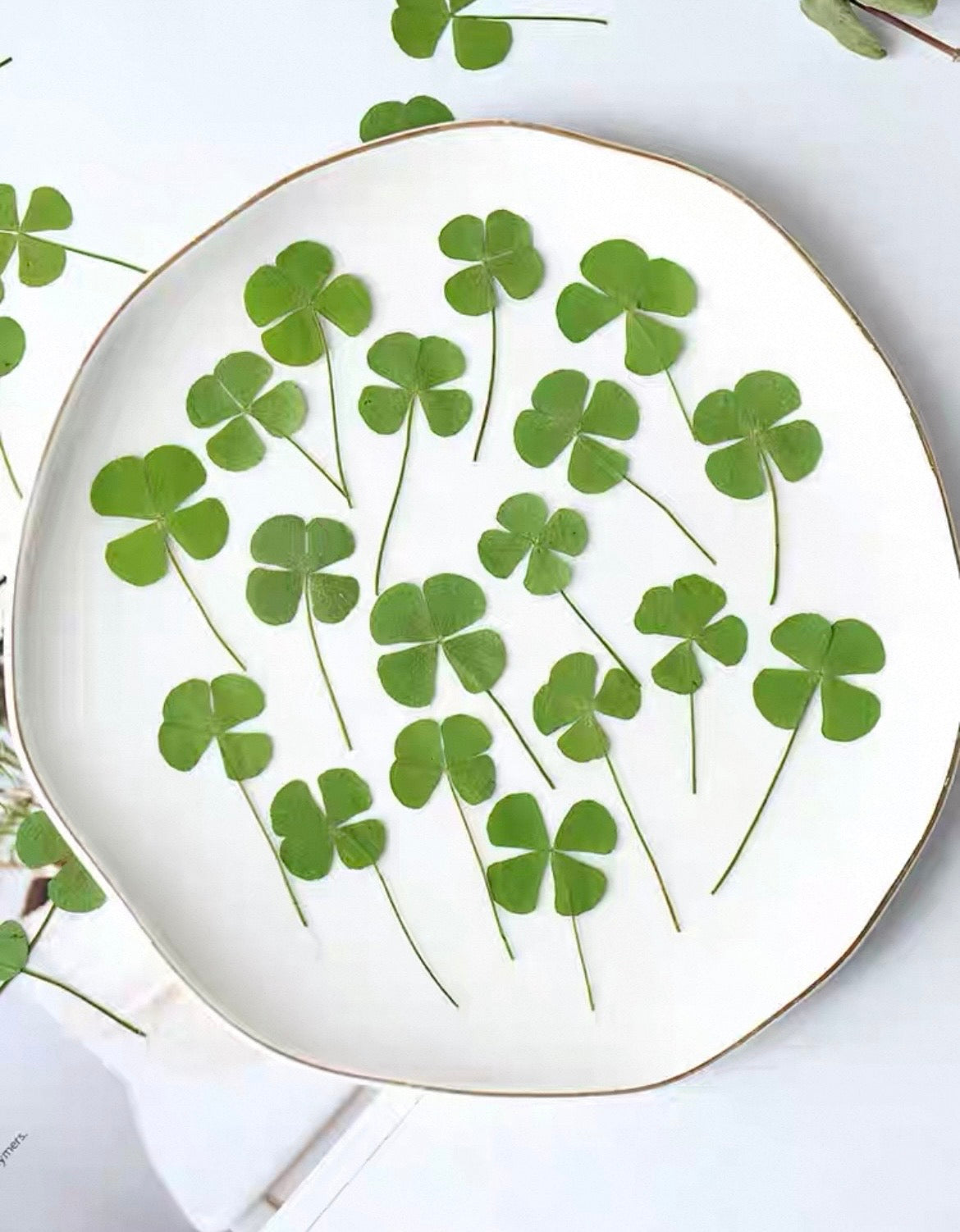 Lucky Four Leaf Clover – Real Pressed Plant for Resin Art, DIY Gifts & Journaling