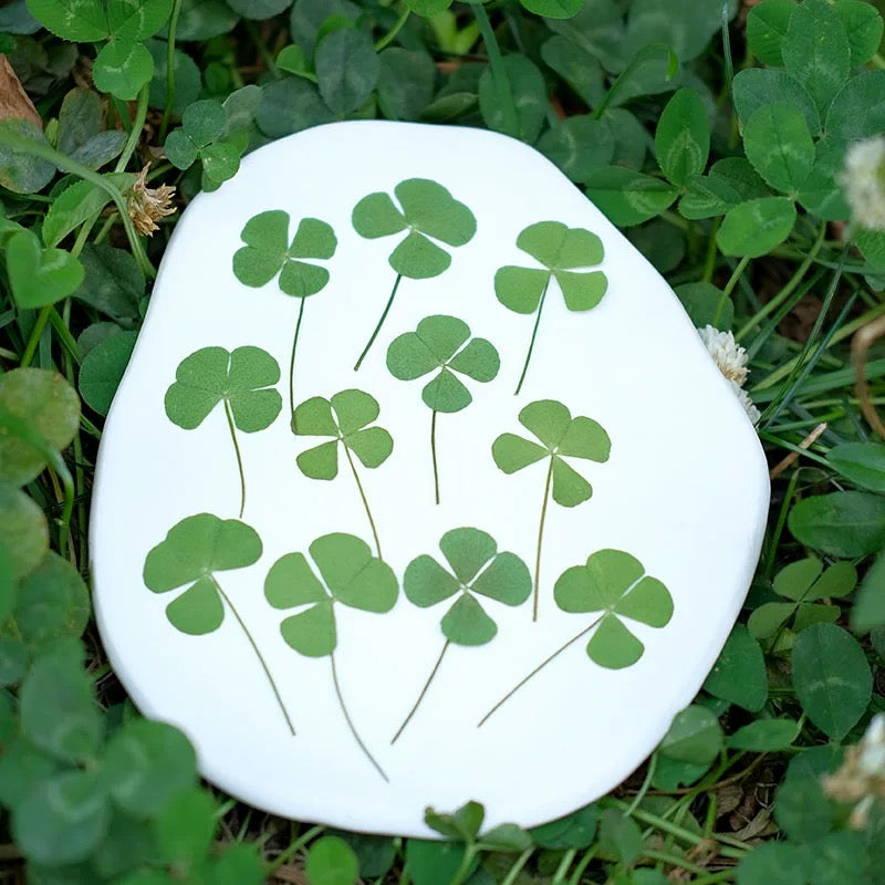 Lucky Four Leaf Clover – Real Pressed Plant for Resin Art, DIY Gifts & Journaling