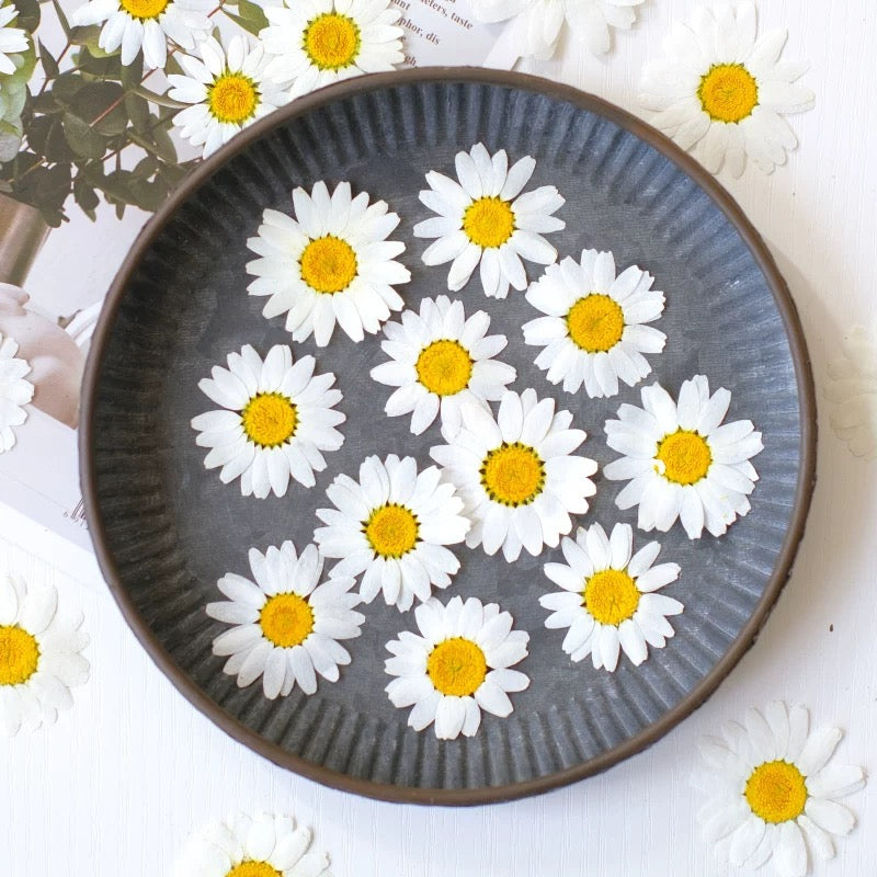 Pressed Daisy Flowers for Crafts – White Dried Flowers for Resin, Phone Case & DIY