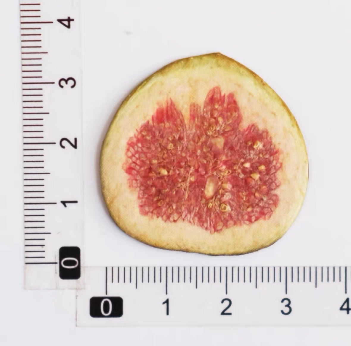 Decorative Dried Fruit Slices for Crafts – Lemon, Orange, Strawberry & More (Not Edible)