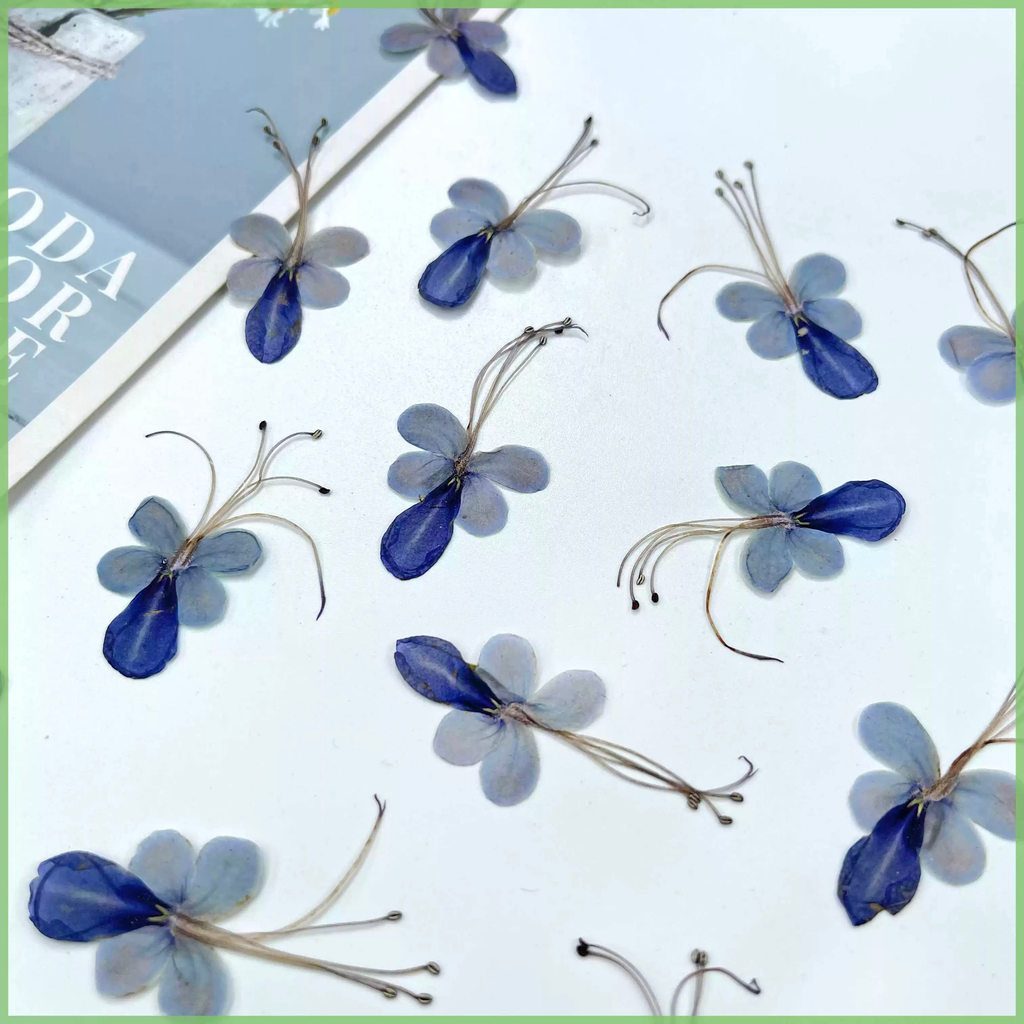 Rare bloom Blue Butterfly Pressed Flowers – 18 pcs