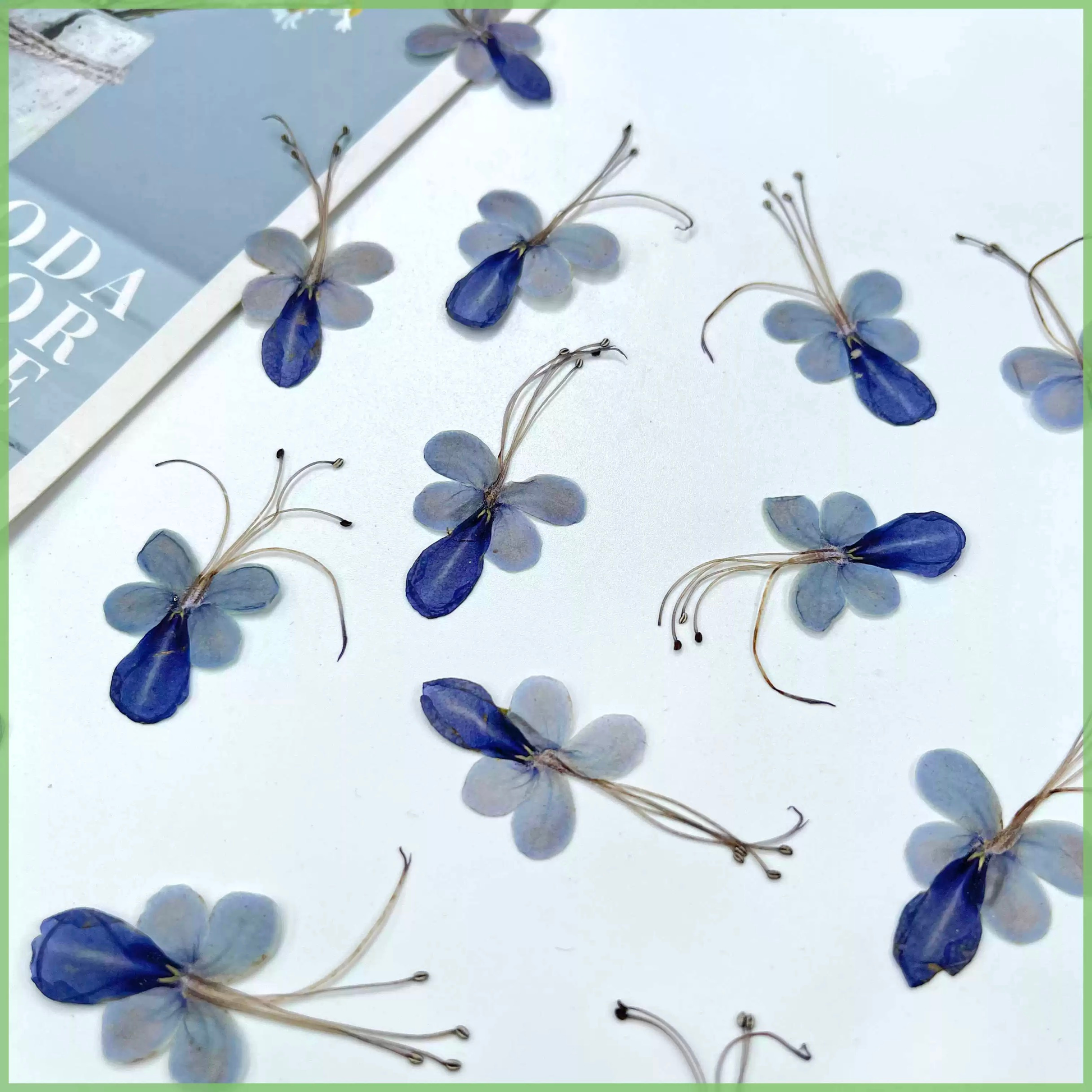 Rare bloom Blue Butterfly Pressed Flowers – 18 pcs