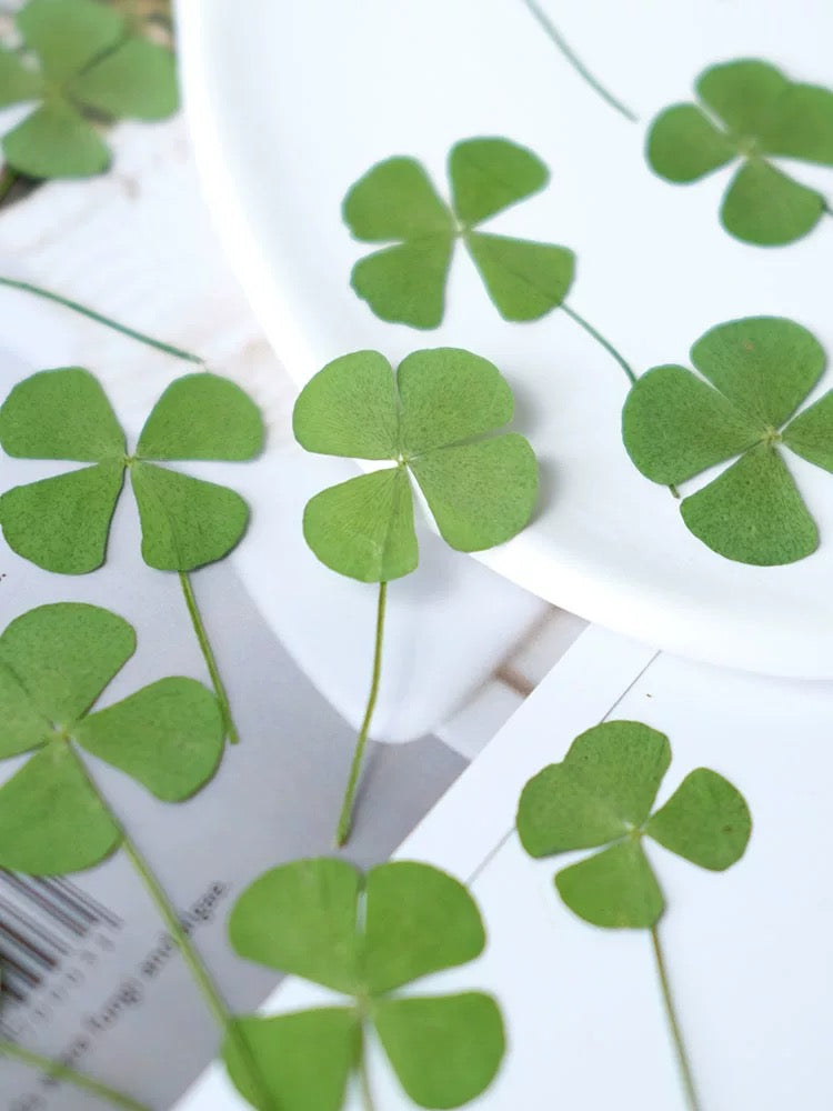 Lucky Four Leaf Clover – Real Pressed Plant for Resin Art, DIY Gifts & Journaling