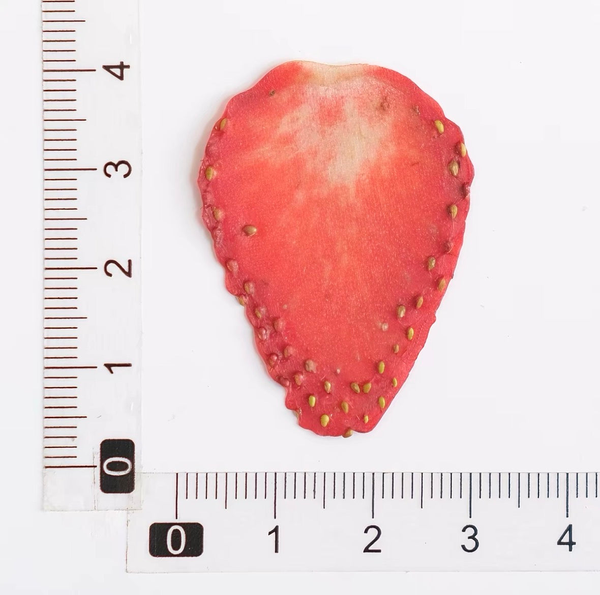 Decorative Dried Fruit Slices for Crafts – Lemon, Orange, Strawberry & More (Not Edible)