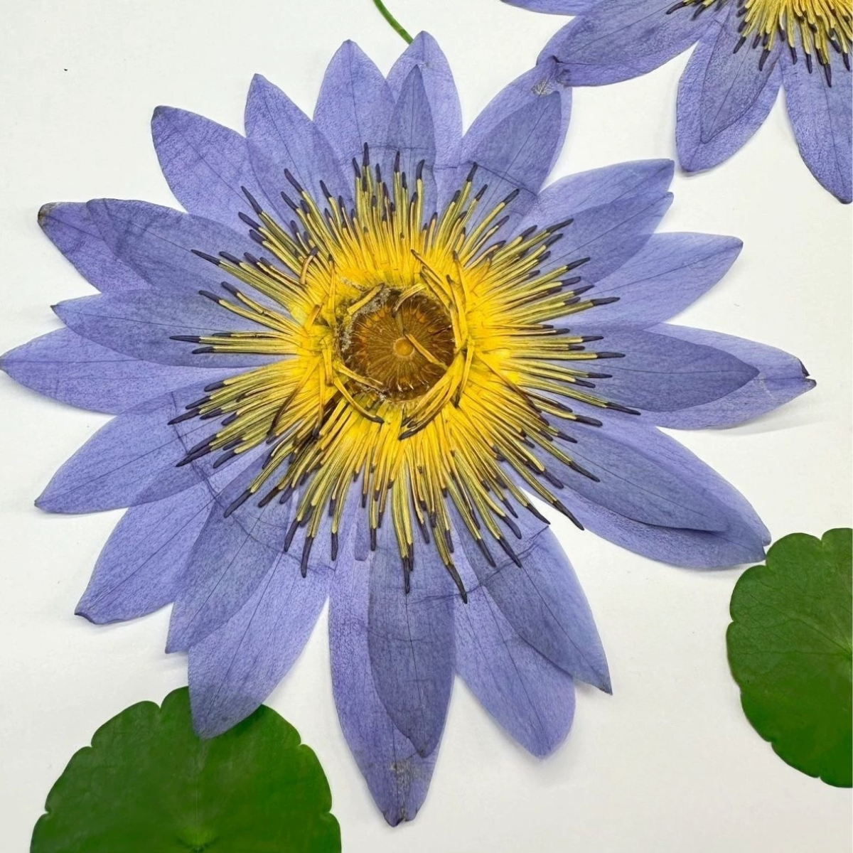 Impression of Water Lily— XL Size Pressed Flower (3 Pcs)