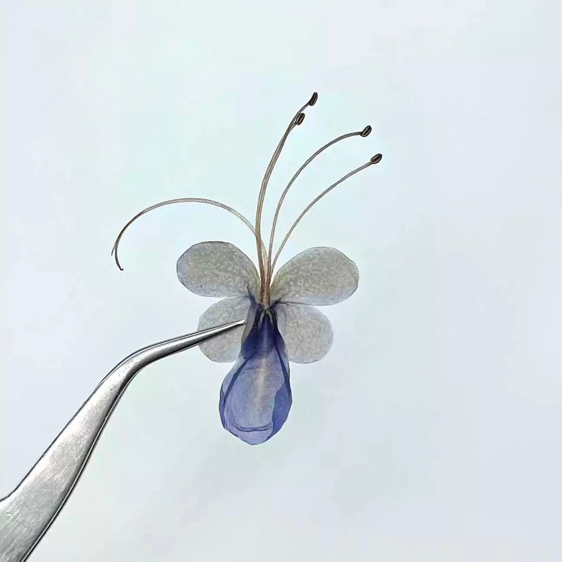 Rare bloom Blue Butterfly Pressed Flowers – 18 pcs