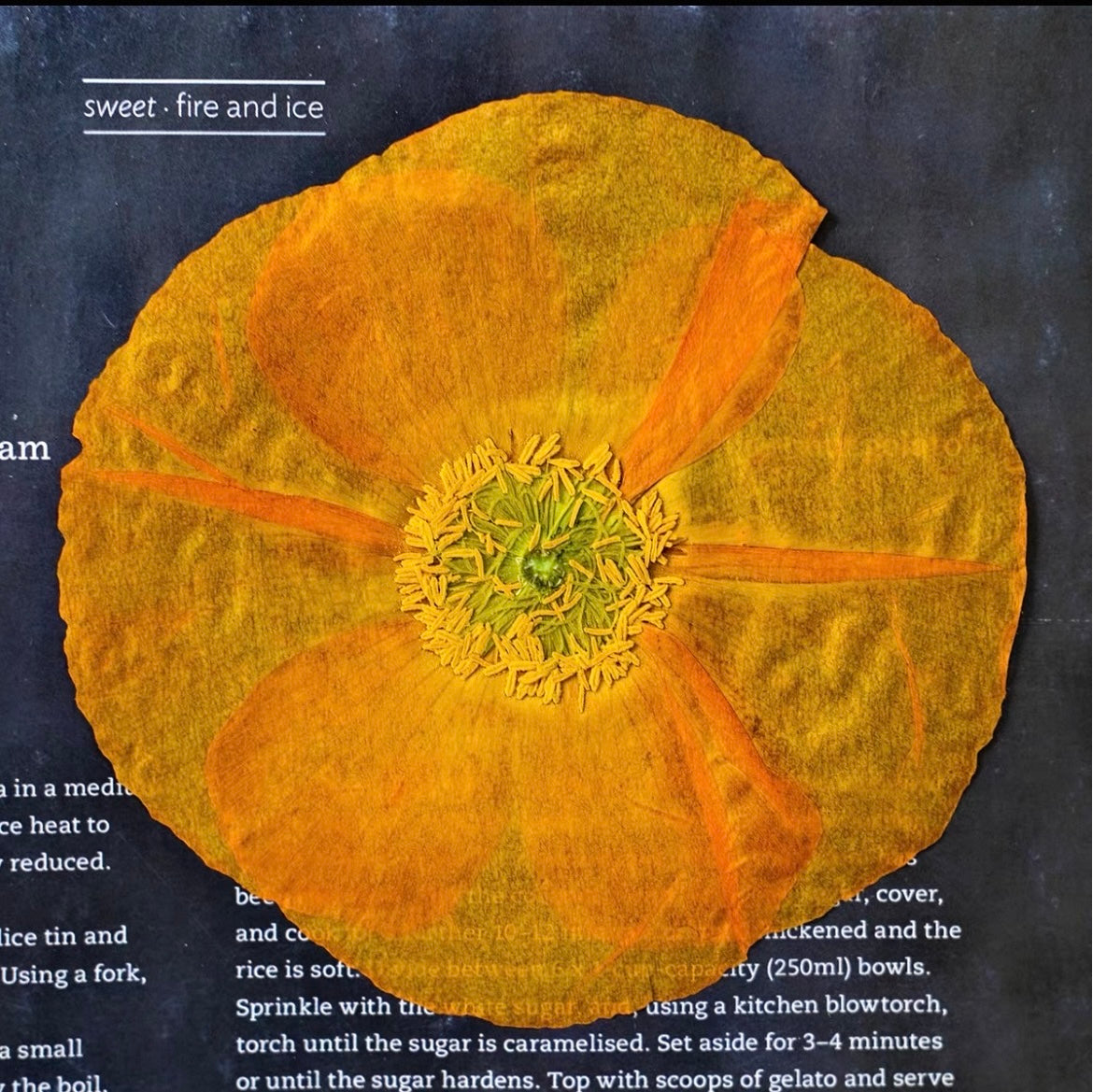 Pressed Corn Poppy (Papaver rhoeas) Flowers | Natural Dried Flower Petals for Botanical Art & DIY Crafts