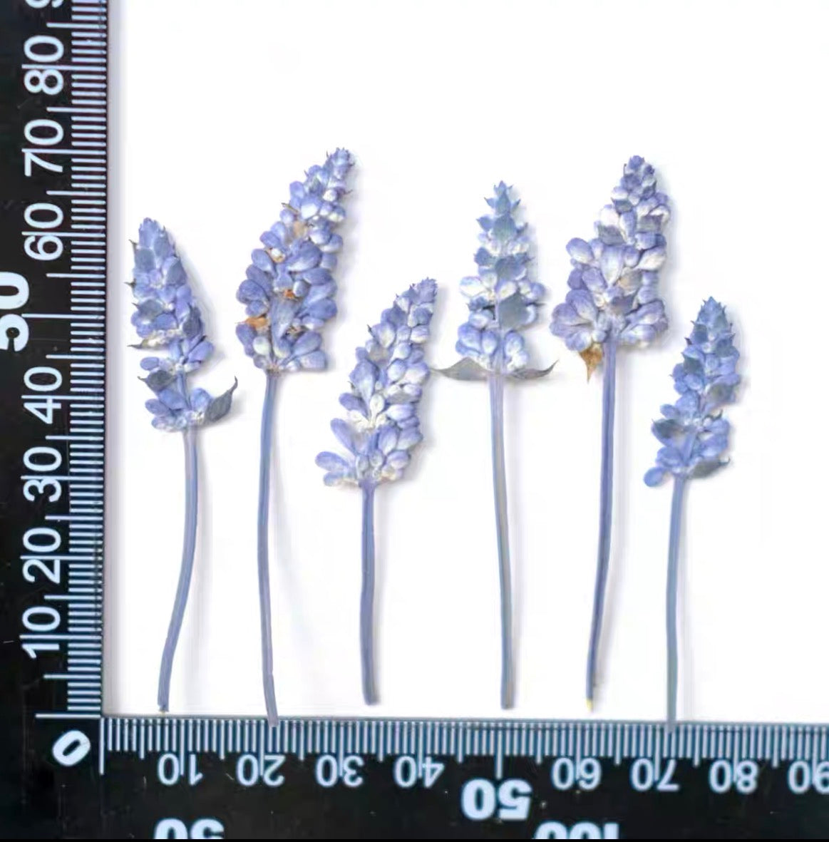 Pressed Lavender Flowers for Crafts – Dried Lavender for Resin & DIY