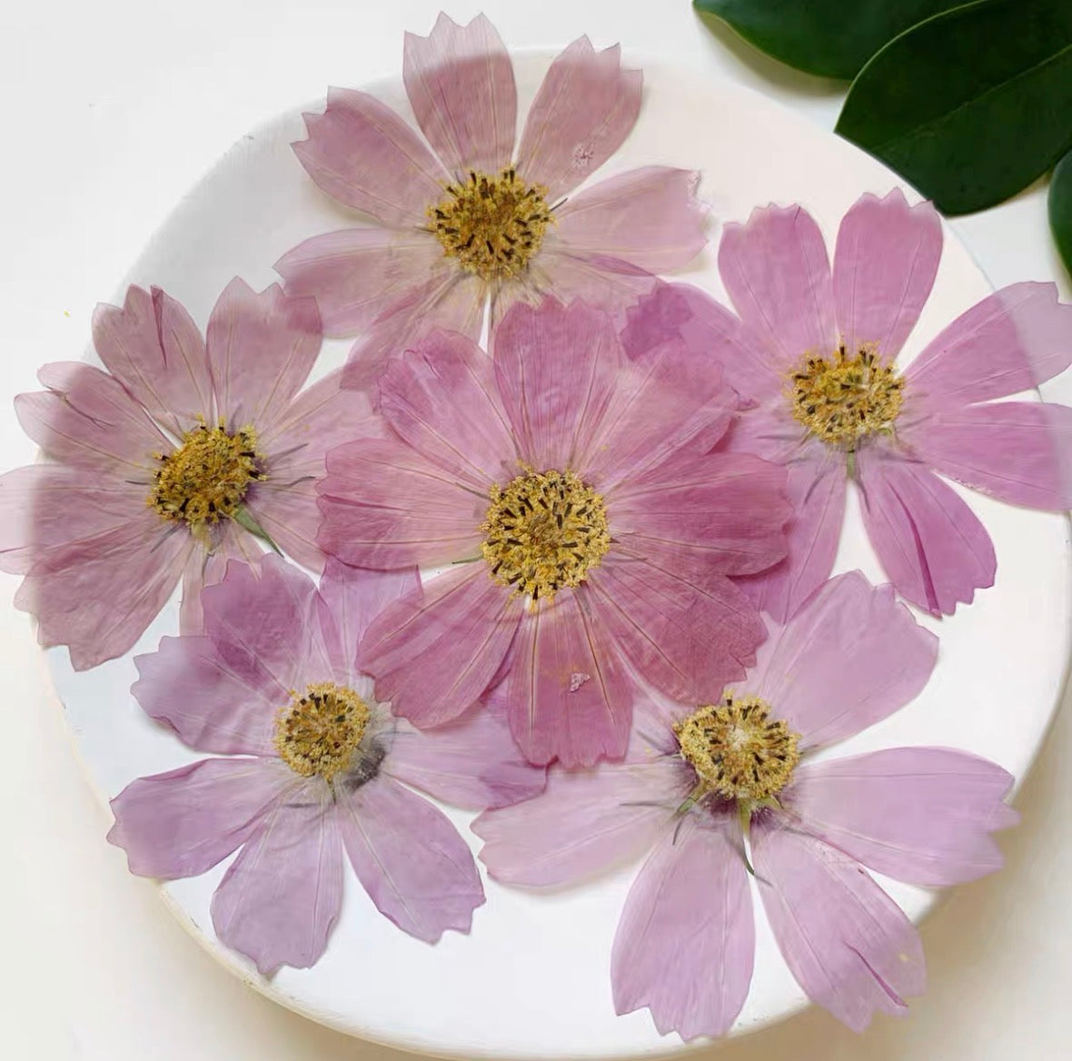 Pressed Cosmos Flowers for Resin & Crafts, Pink Gradient Dried Flowers, DIY Phone Case, Journaling & Art Supplies