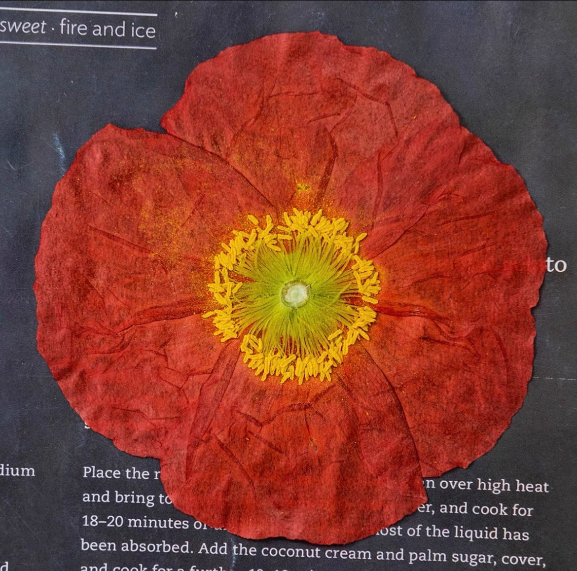 Pressed Corn Poppy (Papaver rhoeas) Flowers | Natural Dried Flower Petals for Botanical Art & DIY Crafts