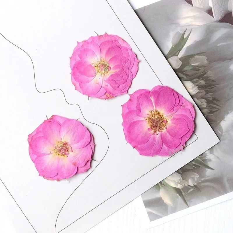 Real Pressed Rose Flowers – Colorful Dried Flower Set for DIY Crafts, Resin Art, Phone Case & Journaling