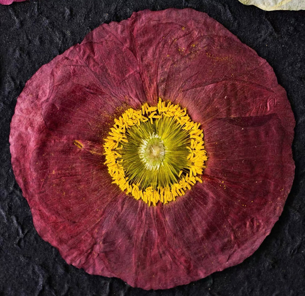 Pressed Corn Poppy (Papaver rhoeas) Flowers | Natural Dried Flower Petals for Botanical Art & DIY Crafts