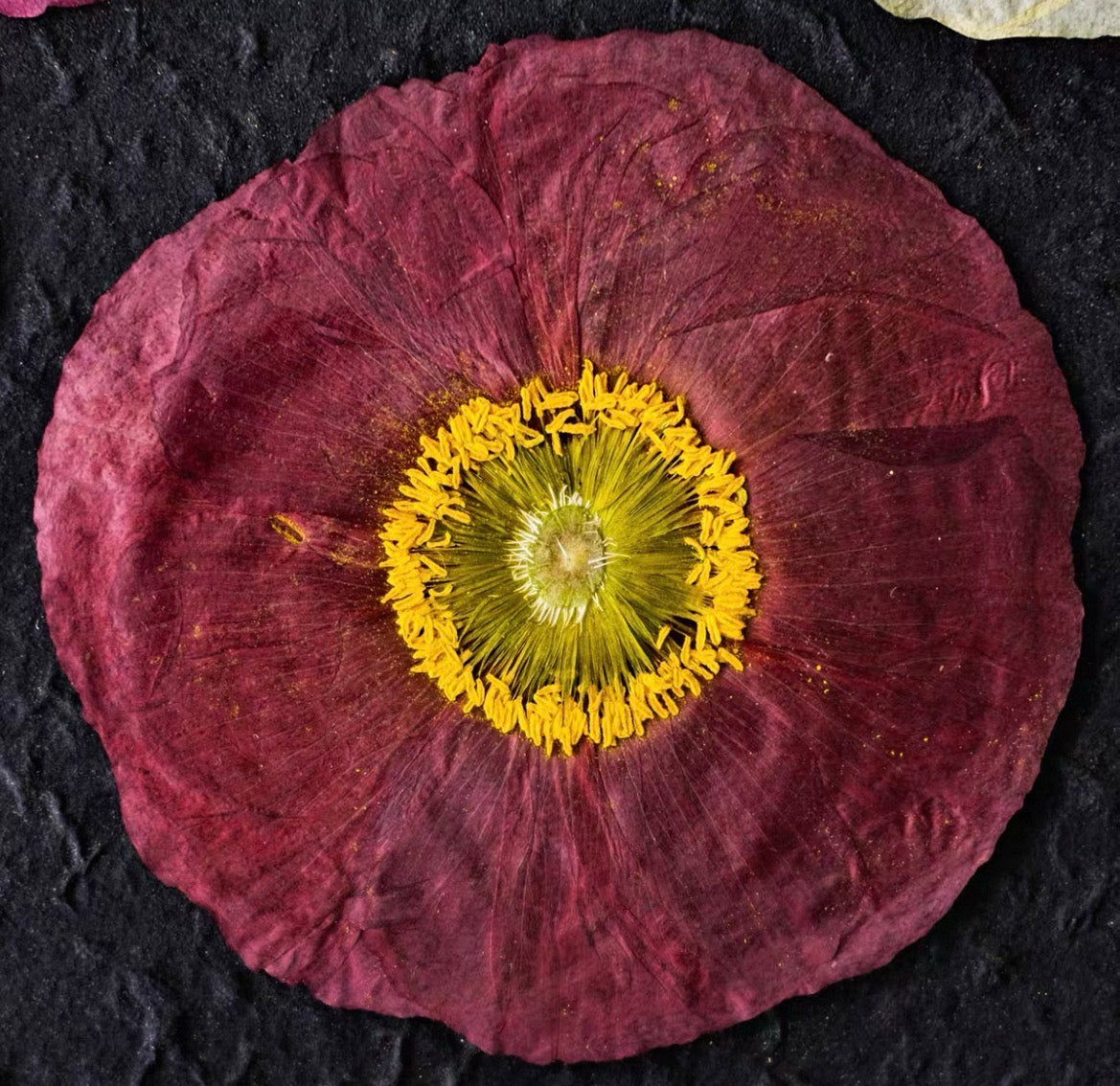 Pressed Corn Poppy (Papaver rhoeas) Flowers | Natural Dried Flower Petals for Botanical Art & DIY Crafts