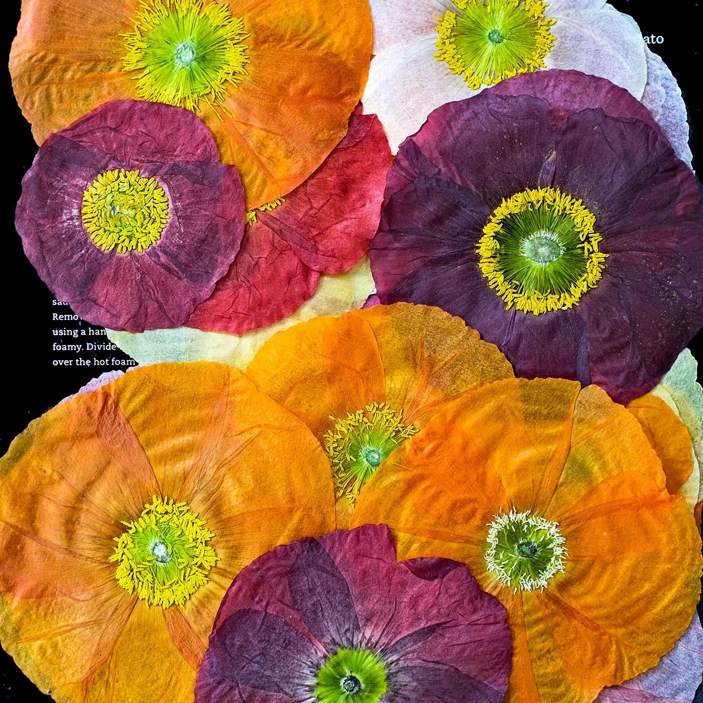 Pressed Corn Poppy (Papaver rhoeas) Flowers | Natural Dried Flower Petals for Botanical Art & DIY Crafts