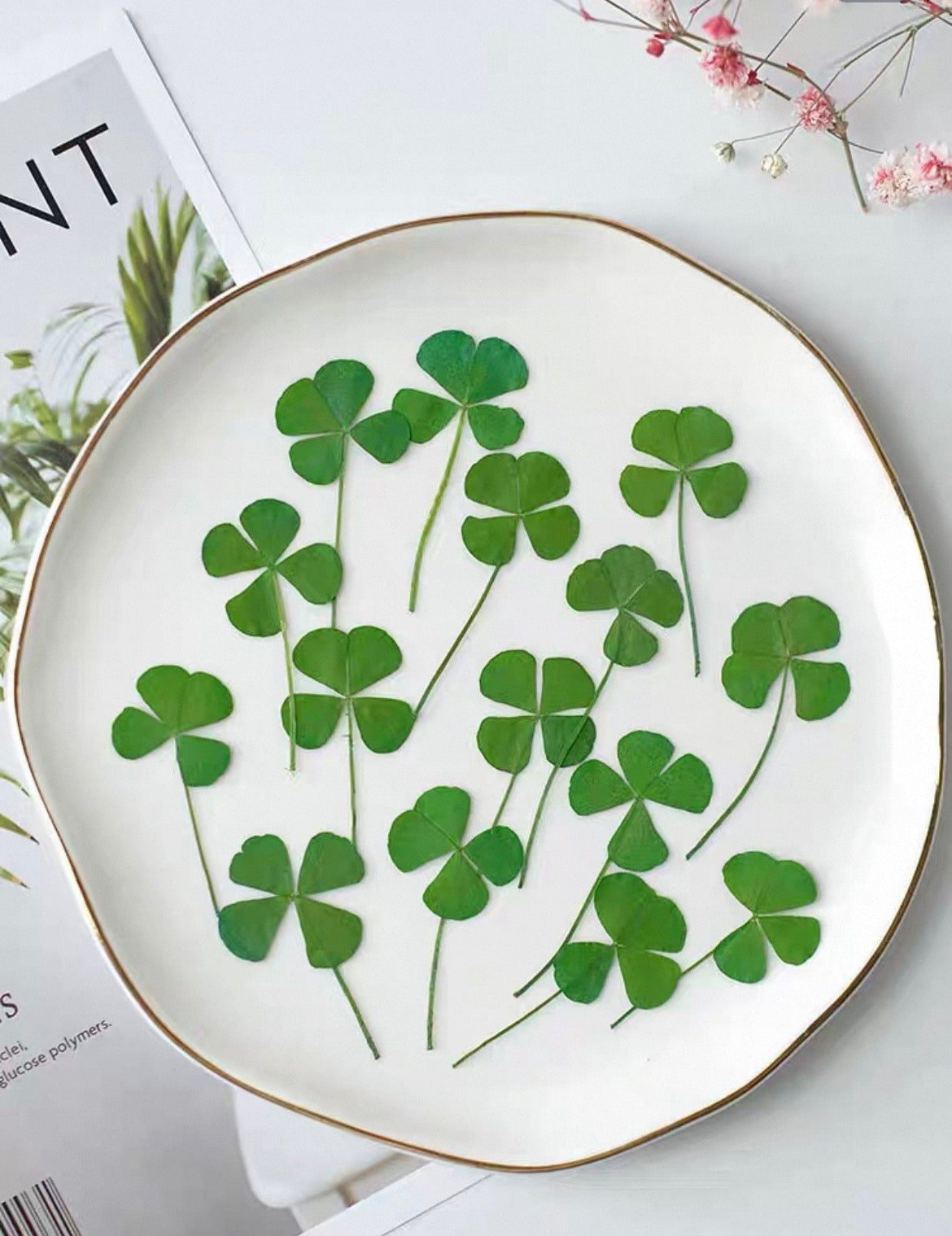 Lucky Four Leaf Clover – Real Pressed Plant for Resin Art, DIY Gifts & Journaling