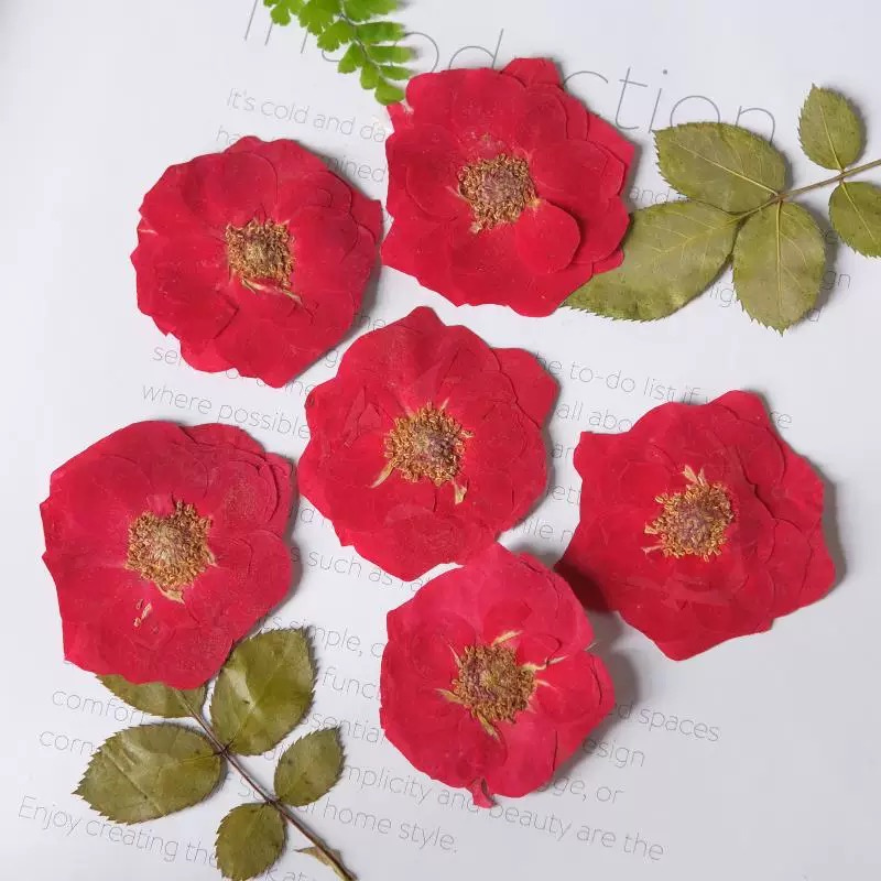 Real Pressed Rose Flowers – Colorful Dried Flower Set for DIY Crafts, Resin Art, Phone Case & Journaling