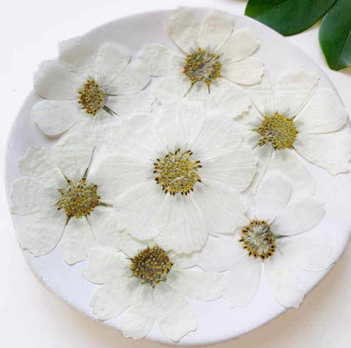 Pressed Cosmos Flowers for Resin & Crafts, Pink Gradient Dried Flowers, DIY Phone Case, Journaling & Art Supplies