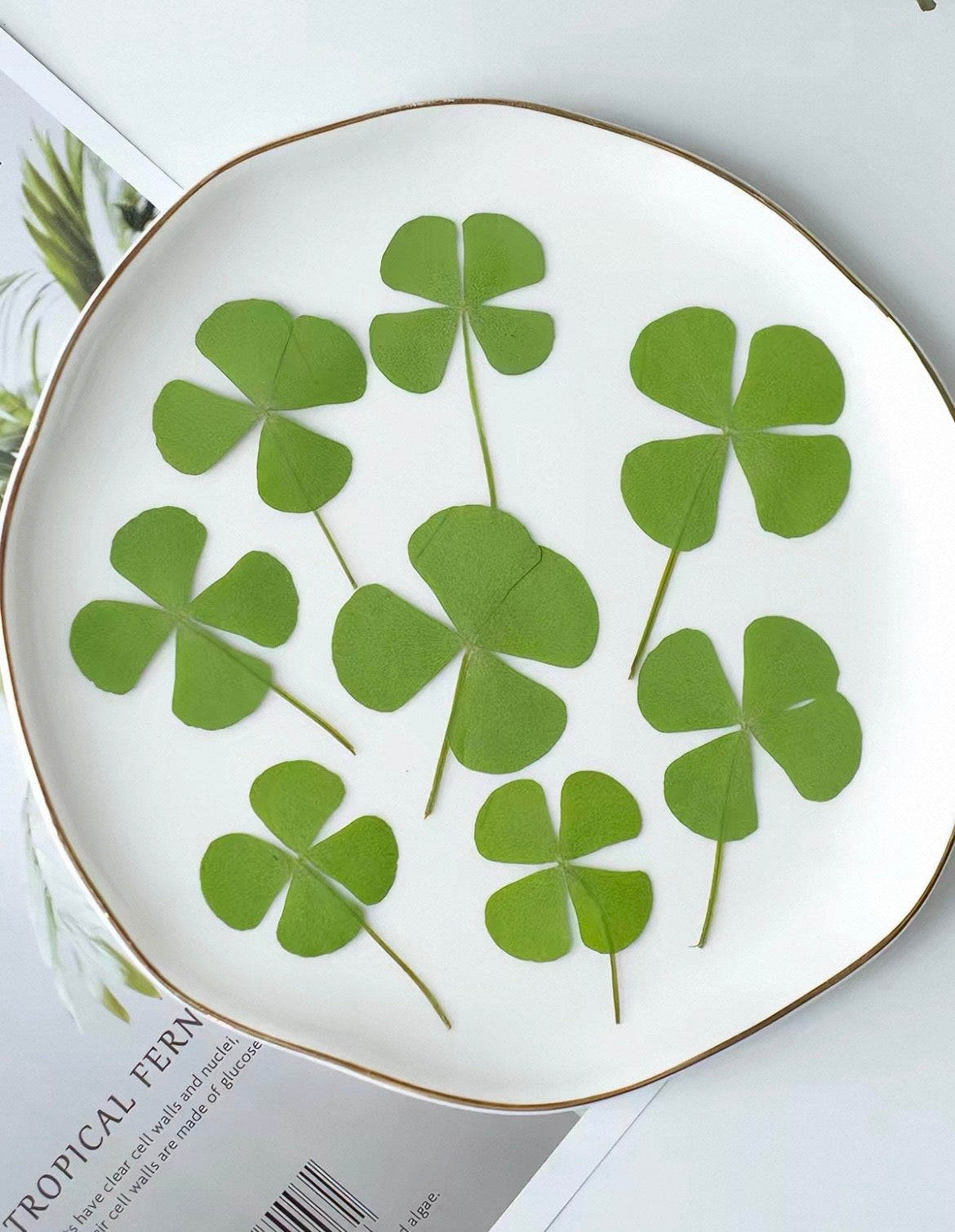 Lucky Four Leaf Clover – Real Pressed Plant for Resin Art, DIY Gifts & Journaling