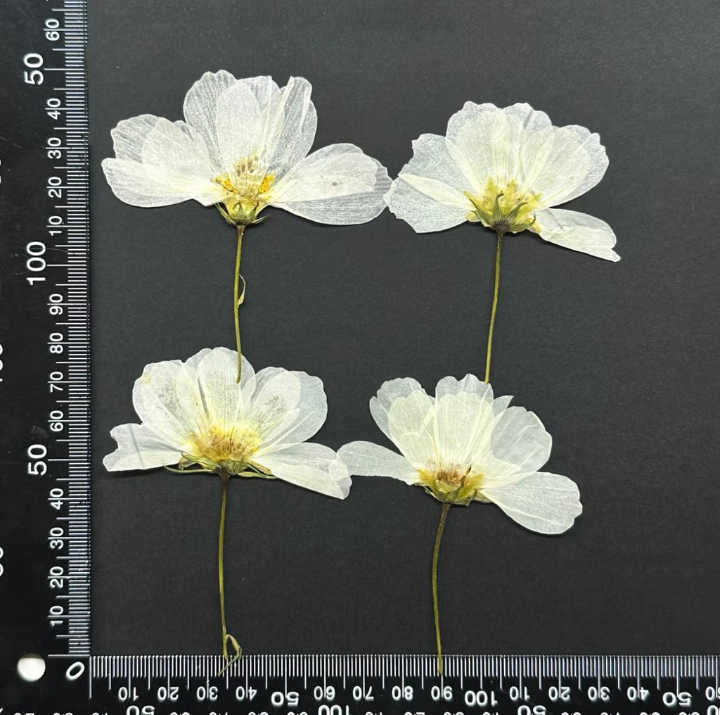 Pressed Cosmos Flowers for Resin & Crafts, Pink Gradient Dried Flowers, DIY Phone Case, Journaling & Art Supplies