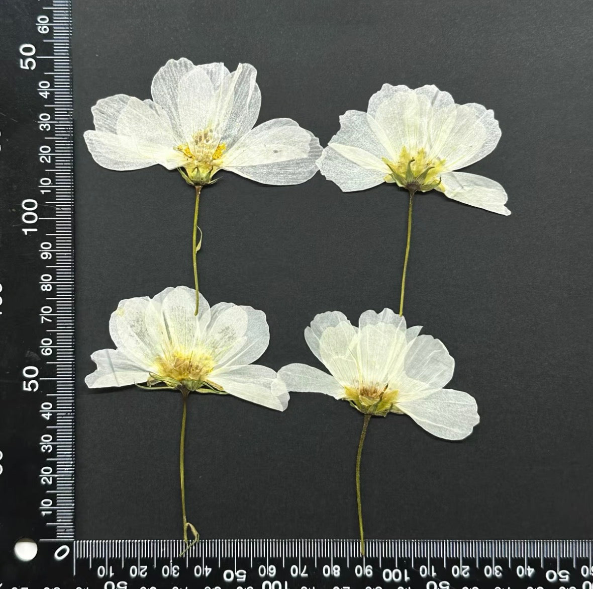 Pressed Cosmos Flowers for Resin & Crafts, Pink Gradient Dried Flowers, DIY Phone Case, Journaling & Art Supplies