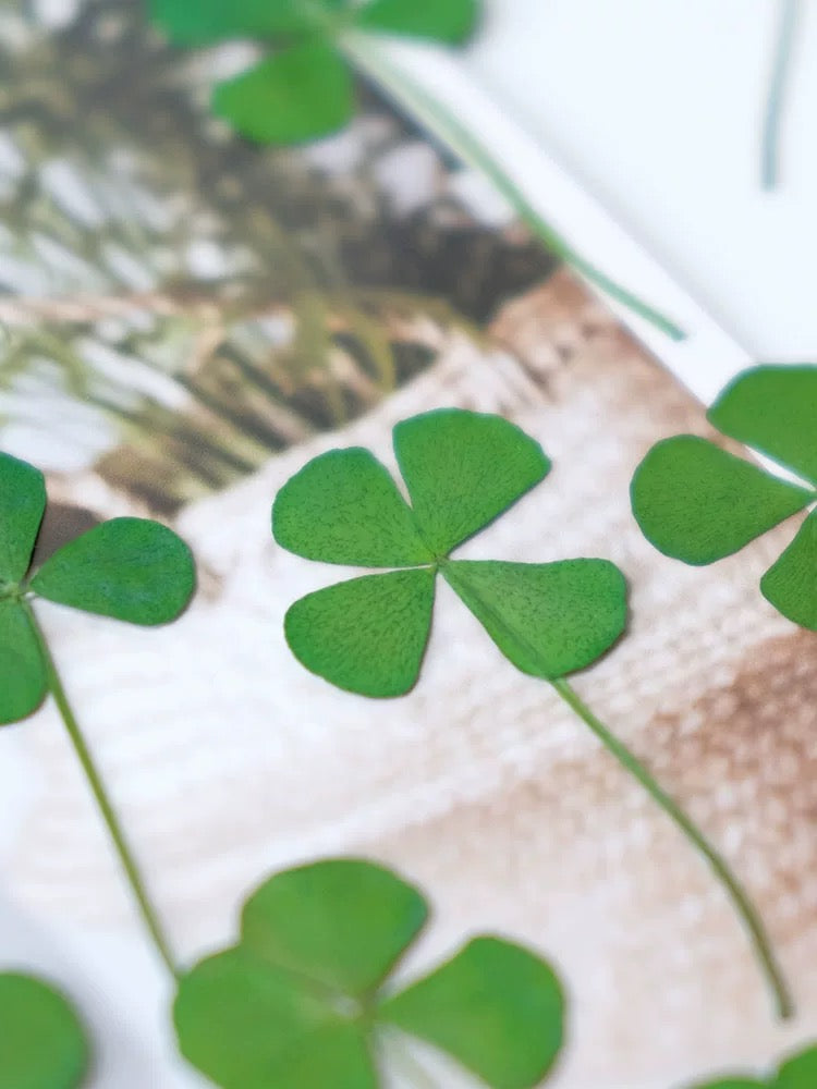 Lucky Four Leaf Clover – Real Pressed Plant for Resin Art, DIY Gifts & Journaling