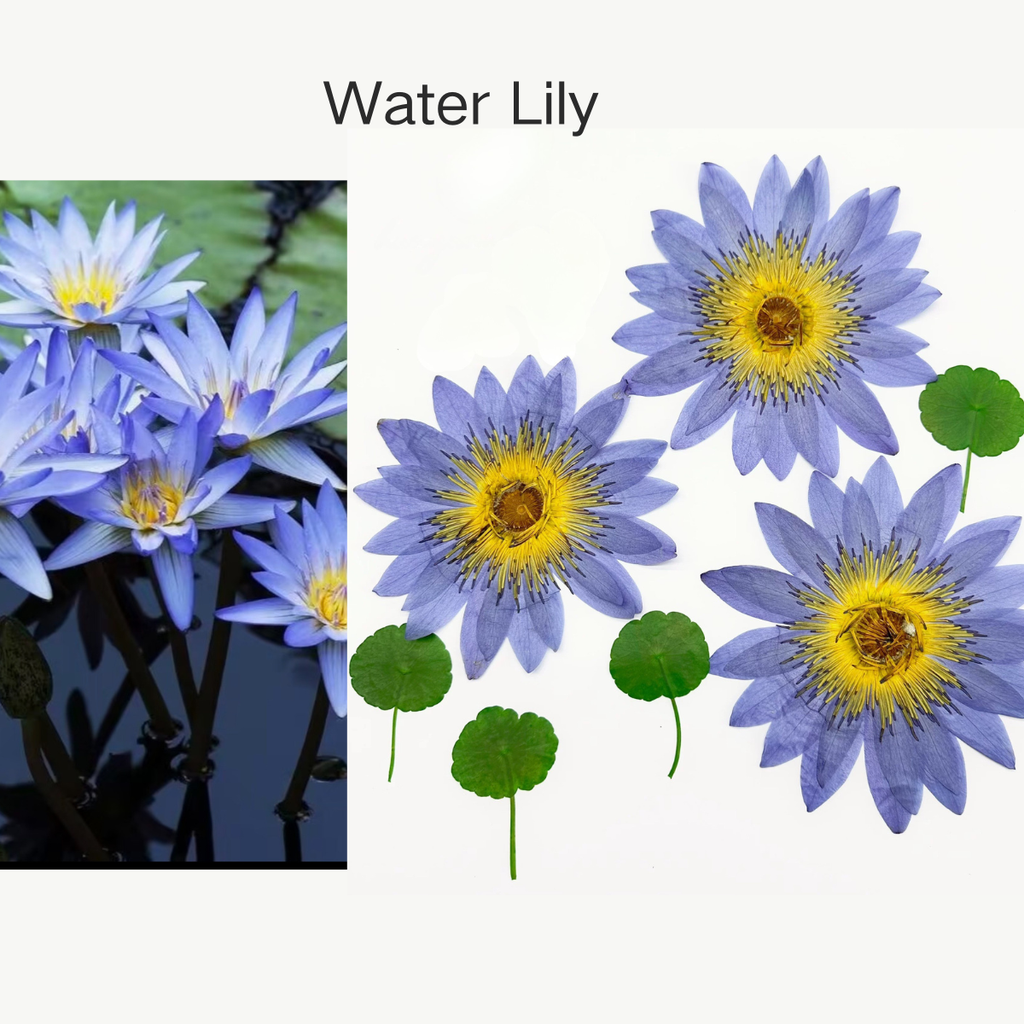 Impression of Water Lily— XL Size Pressed Flower (3 Pcs)