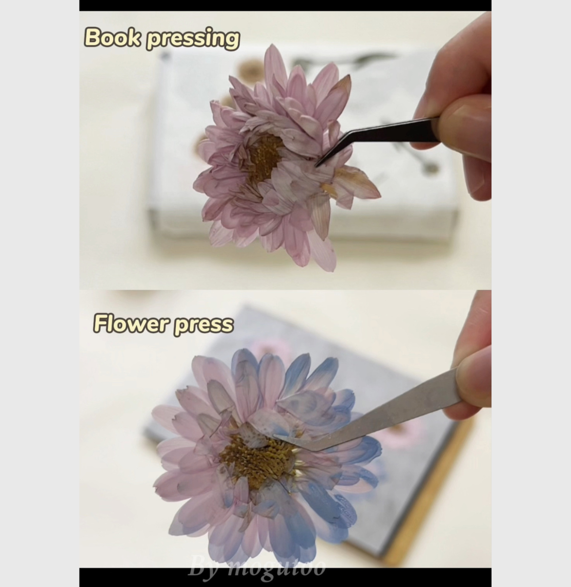 Pressed Flower Drying Absorbent Board Set