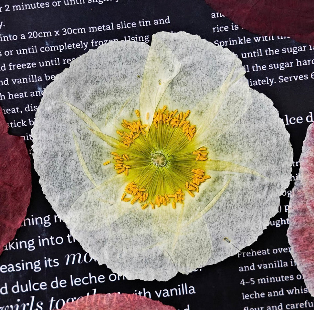 Pressed Corn Poppy (Papaver rhoeas) Flowers | Natural Dried Flower Petals for Botanical Art & DIY Crafts