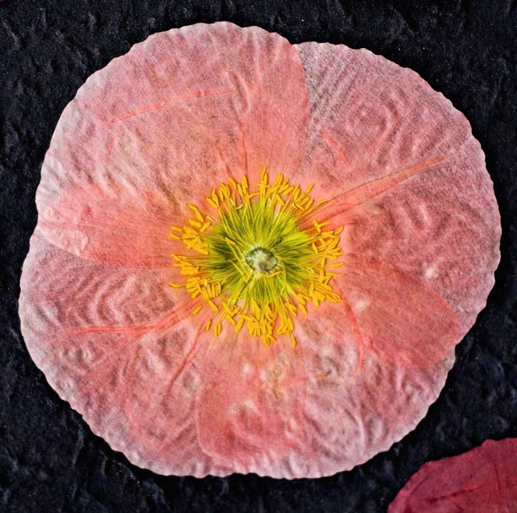 Pressed Corn Poppy (Papaver rhoeas) Flowers | Natural Dried Flower Petals for Botanical Art & DIY Crafts