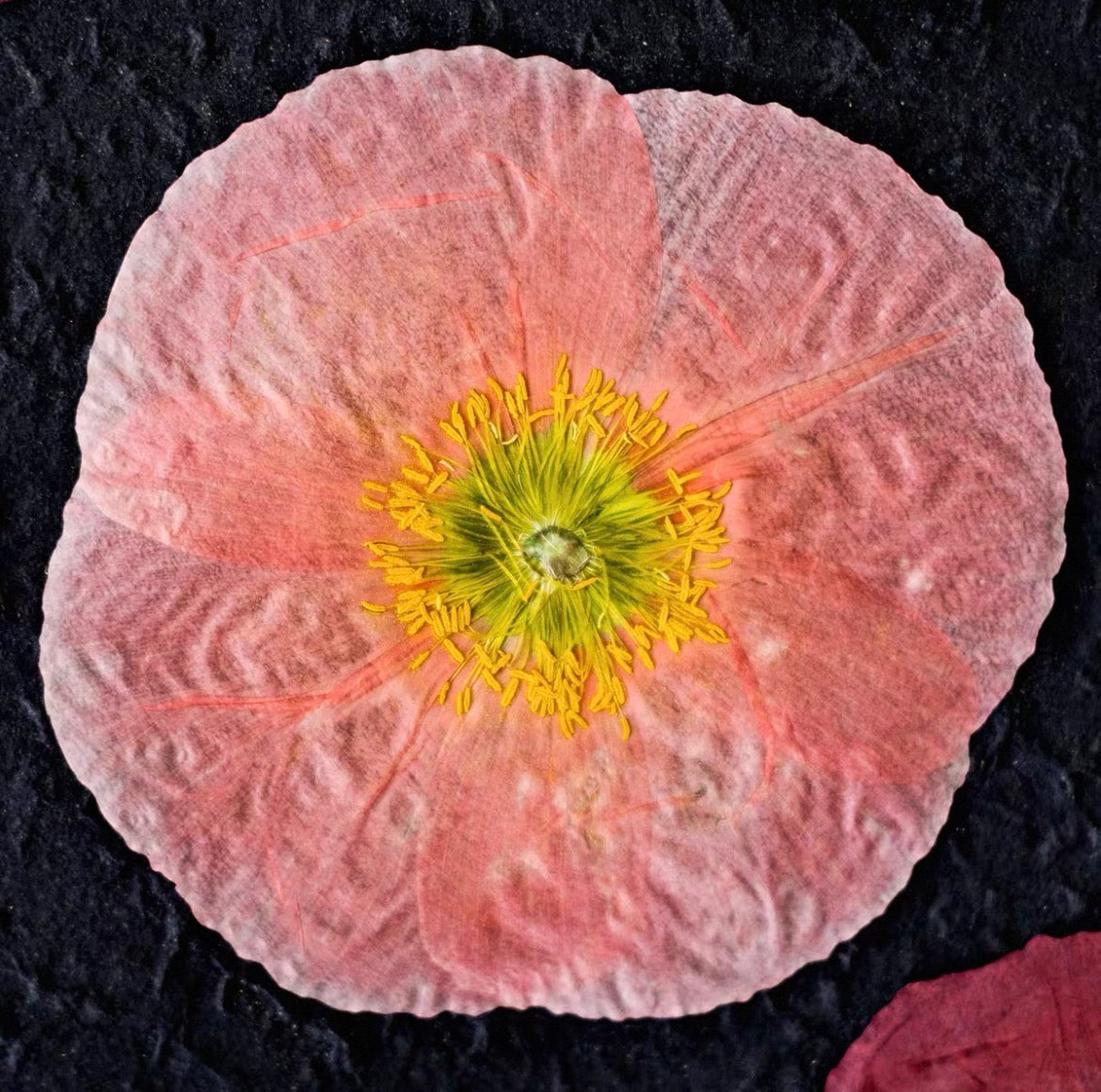 Pressed Corn Poppy (Papaver rhoeas) Flowers | Natural Dried Flower Petals for Botanical Art & DIY Crafts