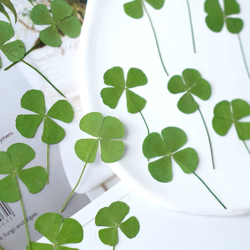 Lucky Four Leaf Clover – Real Pressed Plant for Resin Art, DIY Gifts & Journaling