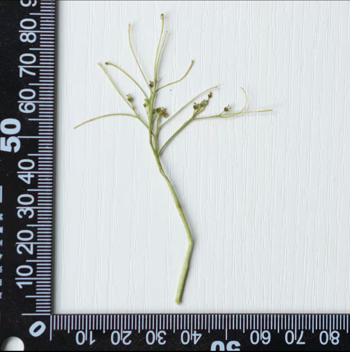 Pressed Hydrangea Flowers for Crafts – Dried Flowers for Resin, Journaling & DIY