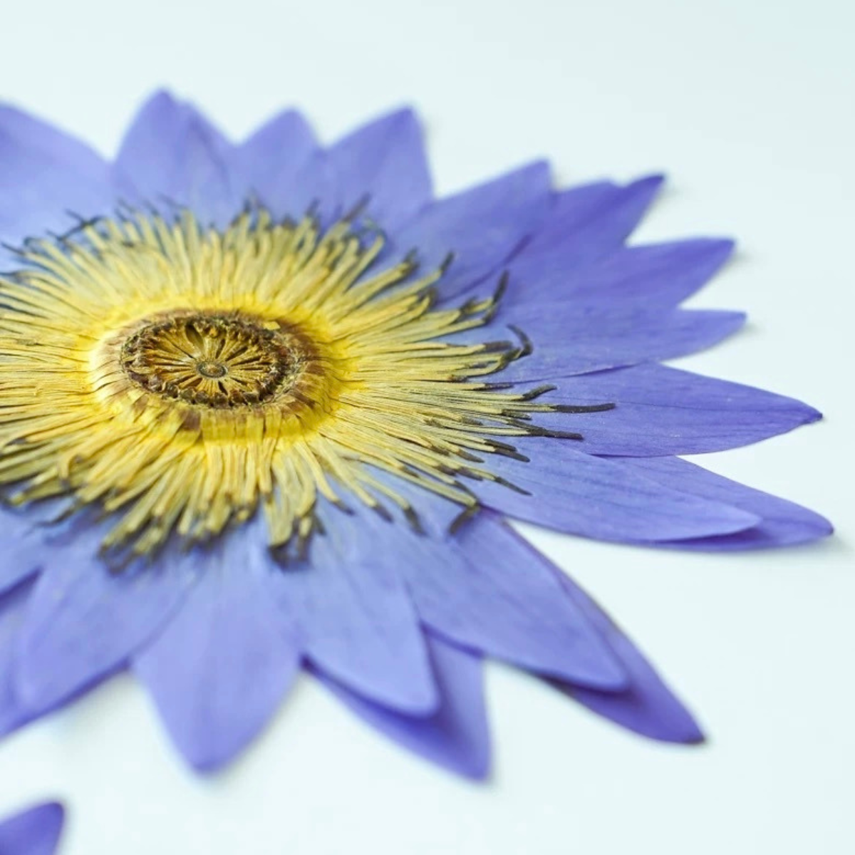 Impression of Water Lily— XL Size Pressed Flower (3 Pcs)