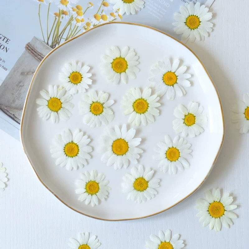 Pressed Daisy Flowers for Crafts – White Dried Flowers for Resin, Phone Case & DIY