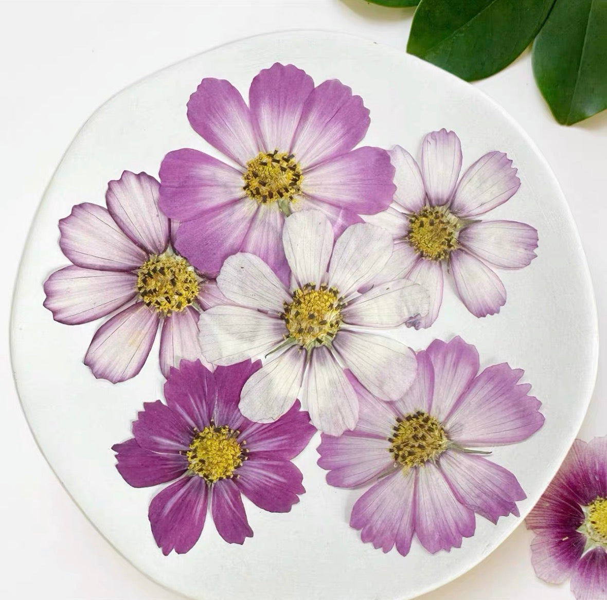 Pressed Cosmos Flowers for Resin & Crafts, Pink Gradient Dried Flowers, DIY Phone Case, Journaling & Art Supplies