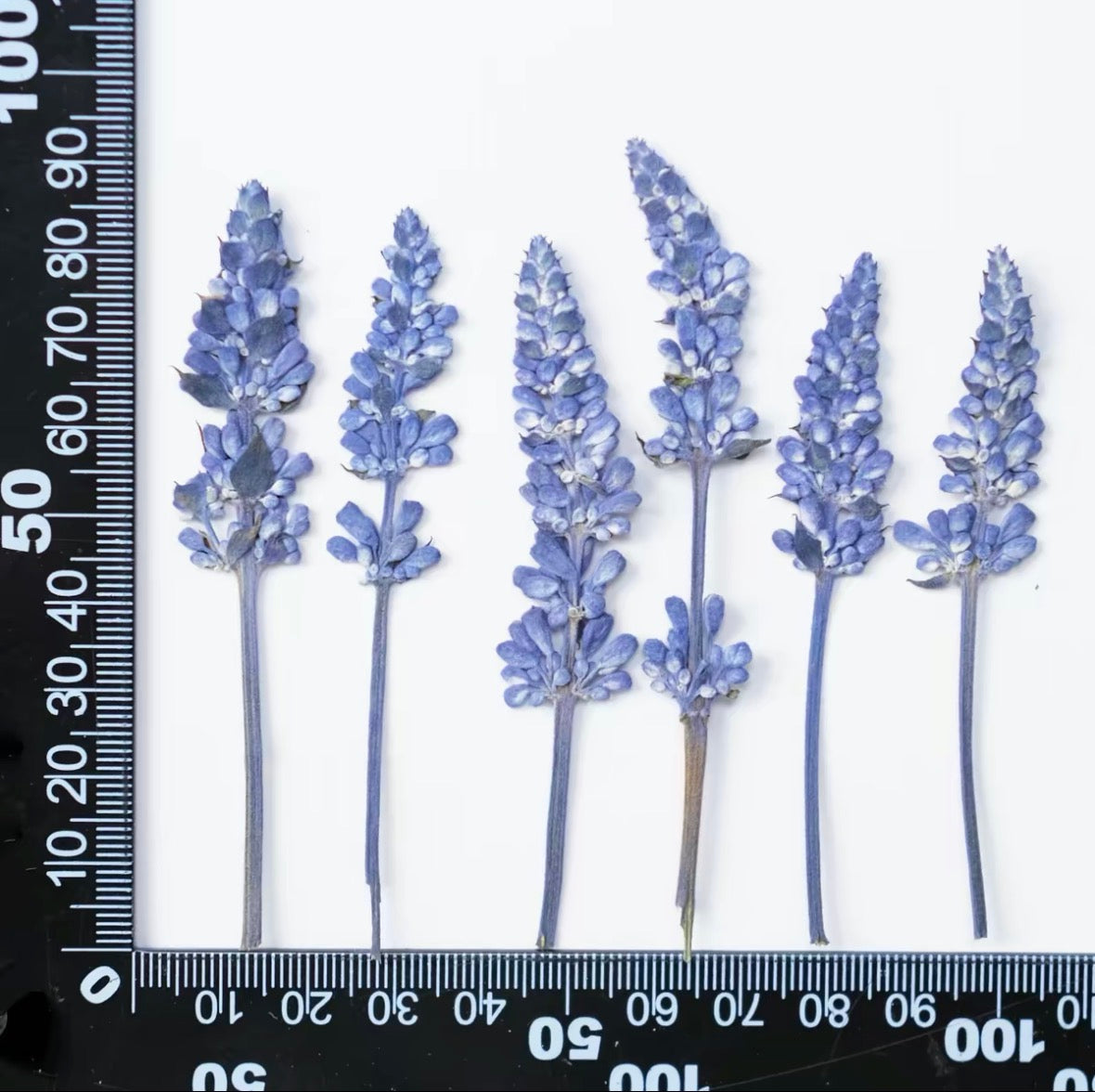 Pressed Lavender Flowers for Crafts – Dried Lavender for Resin & DIY