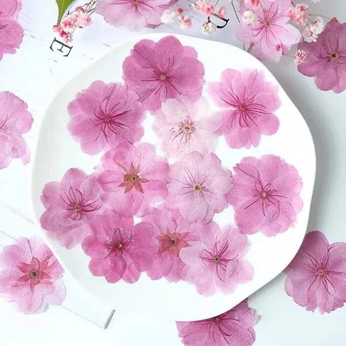 DIY Pressed Sakura Flowers for Card Making & DIY Crafts