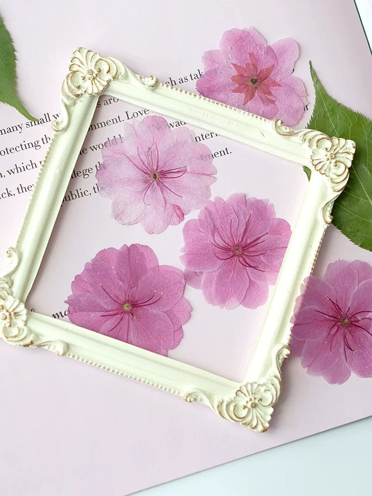 DIY Pressed Sakura Flowers for Card Making & DIY Crafts