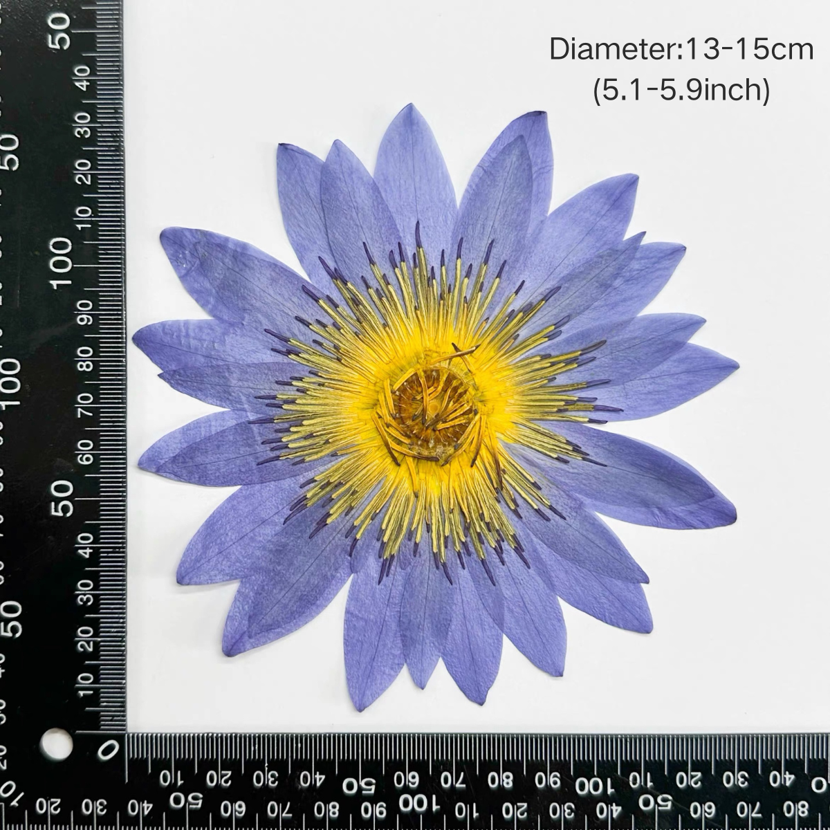 Impression of Water Lily— XL Size Pressed Flower (3 Pcs)