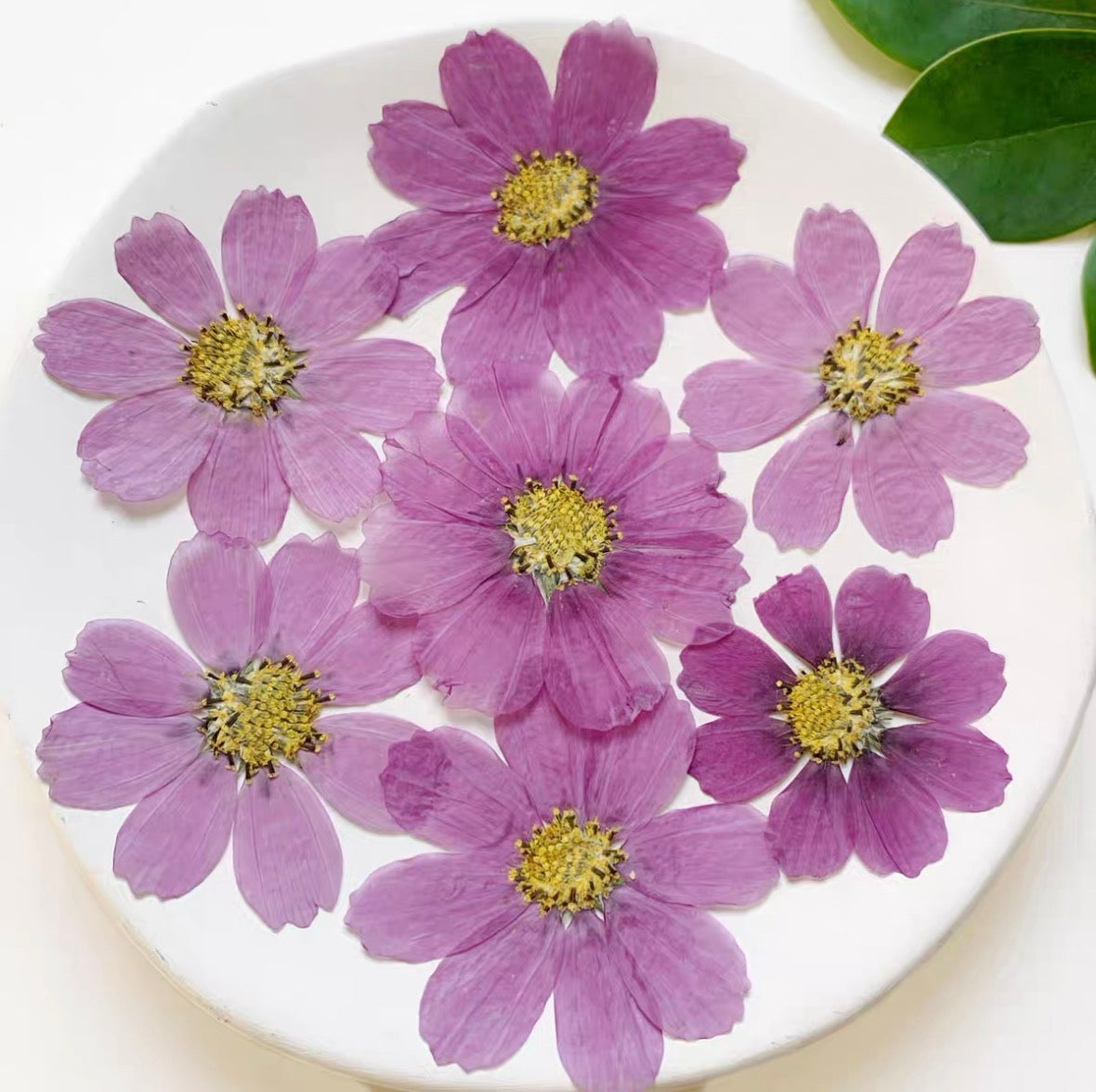 Pressed Cosmos Flowers for Resin & Crafts, Pink Gradient Dried Flowers, DIY Phone Case, Journaling & Art Supplies